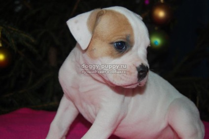 American Bulldog puppies fotografii, preț și caracteristici