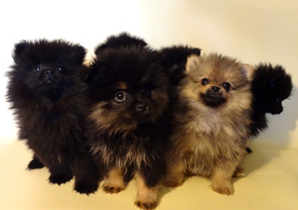 Puppies spitz edition 2014