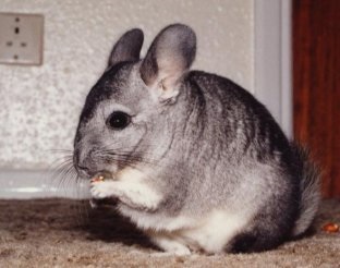 Chinchilla, informații generale despre chinchille, greutate, lungimea trunchiului, botul, mustața, orientarea, viziunea