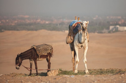 A sokkoló valóság az élet a lovak és tevék Egyiptomban