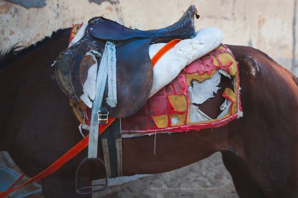 A sokkoló valóság az élet a lovak és tevék Egyiptomban