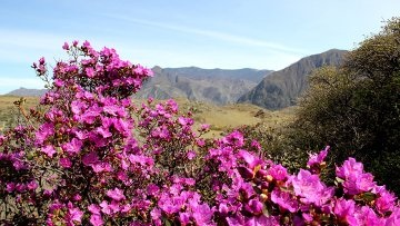 Sakura siberiană în muntele Altai a înflorit o știre marinară