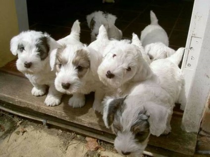 Sealyham terrier fajta nagy felülvizsgálata (fotók)