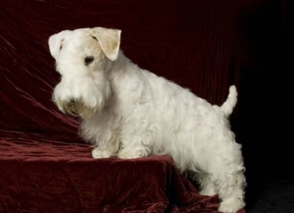 Sealyham terrier fajta nagy felülvizsgálata (fotók)