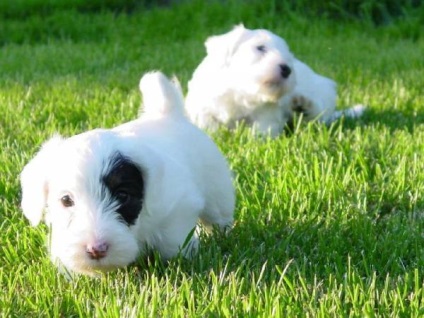 Sealyham terrier fajta nagy felülvizsgálata (fotók)