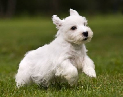 Sealyham terrier fajta nagy felülvizsgálata (fotók)