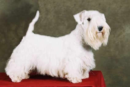 Sealyham terrier fajta nagy felülvizsgálata (fotók)