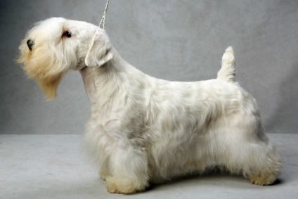 Sealyham terrier fajta nagy felülvizsgálata (fotók)