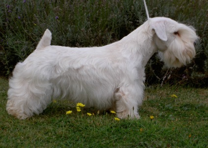 Sealyham terrier fajta nagy felülvizsgálata (fotók)