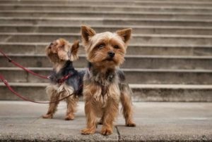 Simptomele și tratamentul acarienilor la câini, pepinieră pentru câini - Labrador