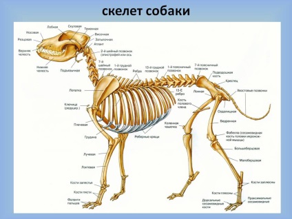 Schelet de câine - prezentare 148510-4