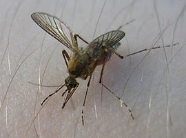 Cât durează un țânțar
