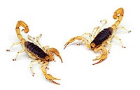 Scorpionii atacă din baie