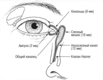 Lachrimația motivului pentru care ochii se udă și ce să facă
