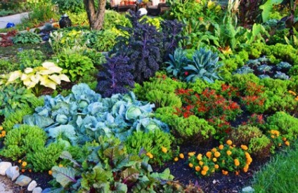Amestecat flori și legume de plantare