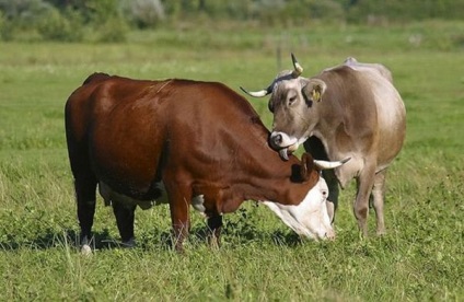 Fapte amuzante despre animalele care te vor înveseli