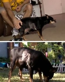 Un câine care a ajutat un om rătăcit a fost fascinat de rețea, știri