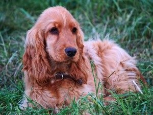 Dog spaniel caracteristicile caracteristice ale rasei, baza de nutriție și de îngrijire