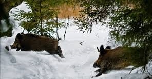 Câini pentru vânătoare de ungulate!