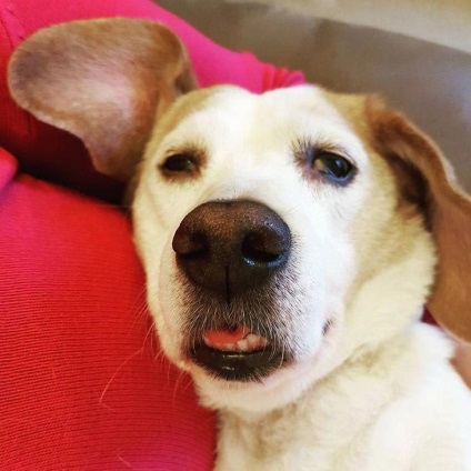 Câini după anestezie, ale căror capcane amuzante te vor face să râzi