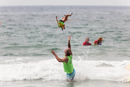 Câini surferi sau cum să facă bani pentru adăpost, câini balabaki