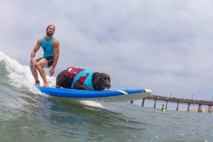 Câini surferi sau cum să facă bani pentru adăpost, câini balabaki