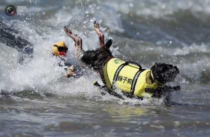 Competițiile câinilor - surferii, trăiesc interesant