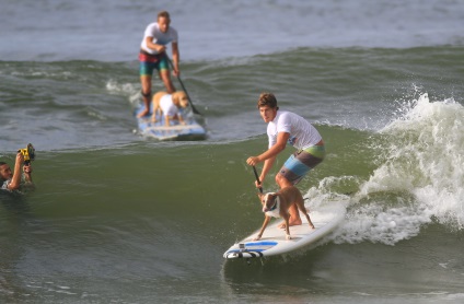 Competițiile câinilor - surferii, trăiesc interesant