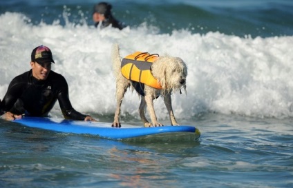 Competițiile câinilor - surferii, trăiesc interesant