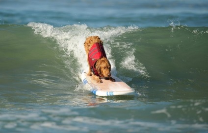 Competițiile câinilor - surferii, trăiesc interesant