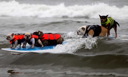 Competițiile câinilor - surferii, trăiesc interesant