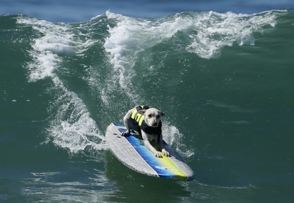 Versenyek kutyák - szörfösök, él érdekes