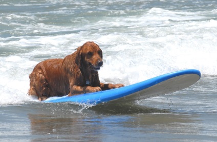 Versenyek kutyák - szörfösök, él érdekes