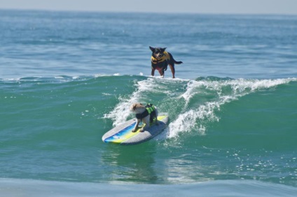 Competițiile câinilor - surferii, trăiesc interesant