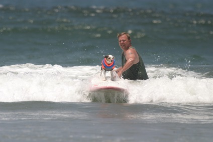 Competițiile câinilor - surferii, trăiesc interesant