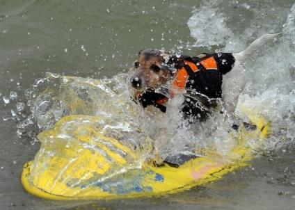 Competițiile câinilor - surferii, trăiesc interesant