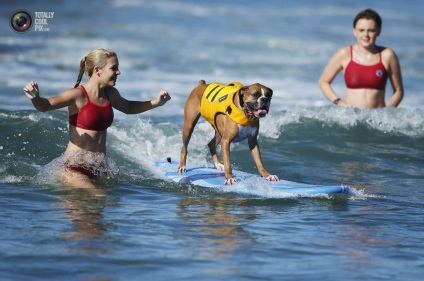 Competițiile câinilor - surferii, trăiesc interesant