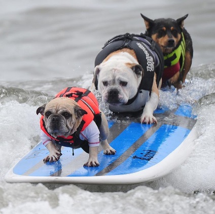 Competițiile câinilor - surferii, trăiesc interesant