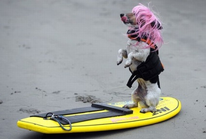 Competițiile câinilor - surferii, trăiesc interesant