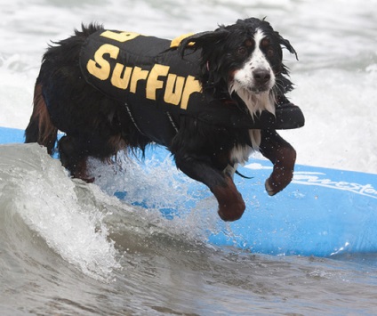 Competițiile câinilor - surferii, trăiesc interesant