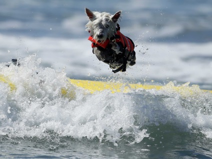 Competițiile câinilor - surferii, trăiesc interesant