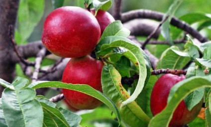 Varietăți de nectarină - descrierea și cultivarea fructelor