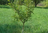 Arborele de arbori de arbori pentru nord, cele 6 sute de piese