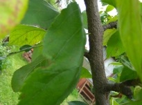 Arborele de arbori de arbori pentru nord, cele 6 sute de piese