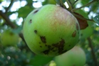 Arborele de arbori de arbori pentru nord, cele 6 sute de piese