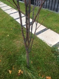 Arborele de arbori de arbori pentru nord, cele 6 sute de piese