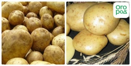 Varietate de cartofi descripție nikulinsky, fotografie, caracteristică