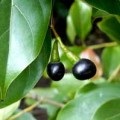 Folosirea foliilor de pin în medicina populară