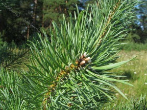 Pine használják a népi gyógyászatban