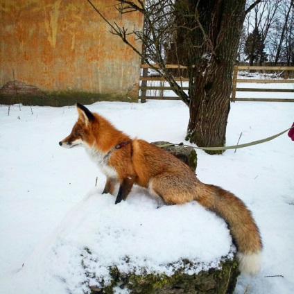 Mentett borjú összebarátkozott egy róka, kutya és farkas